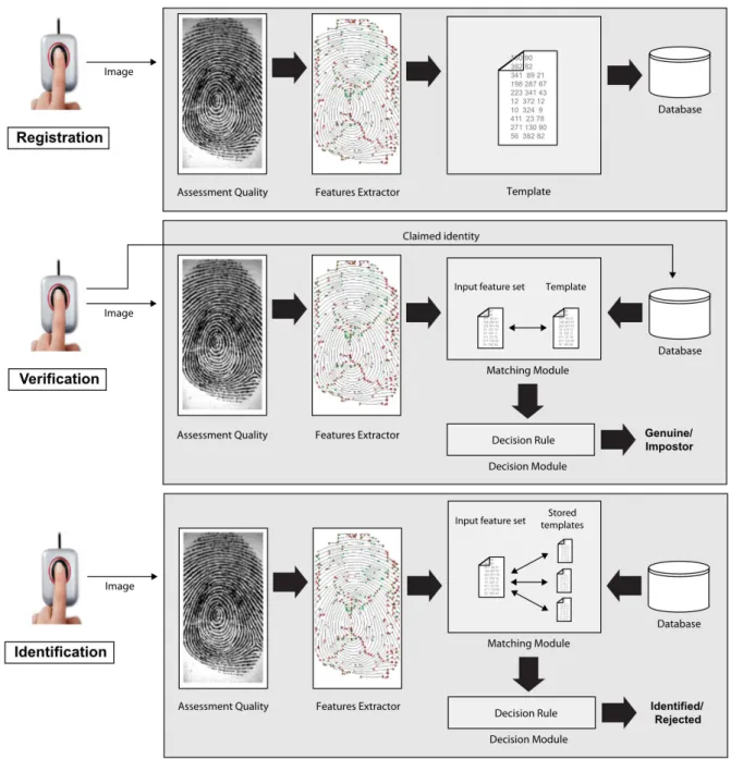 Figure 1 – Registration and recognition (verification and identification) steps of a biometric system