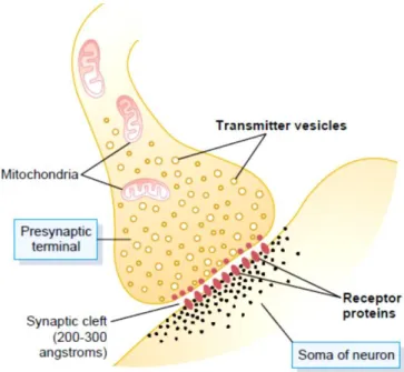Figure 1.1.1.1 – Illustration of the interaction of neurotransmitters in the synaptic cleft