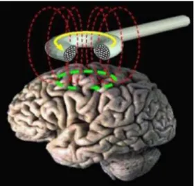 Figura 1.4.1 – Schematic representation of the field and currents involved in Transcranial  Magnetic Stimulation