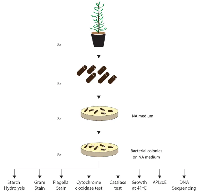 Figure  10:  Schematic  illustration  of  the  method  used  for  the  calculation  of  inoculated  chips  with  bacterial colonies performed at each experimental time point, with each treatment