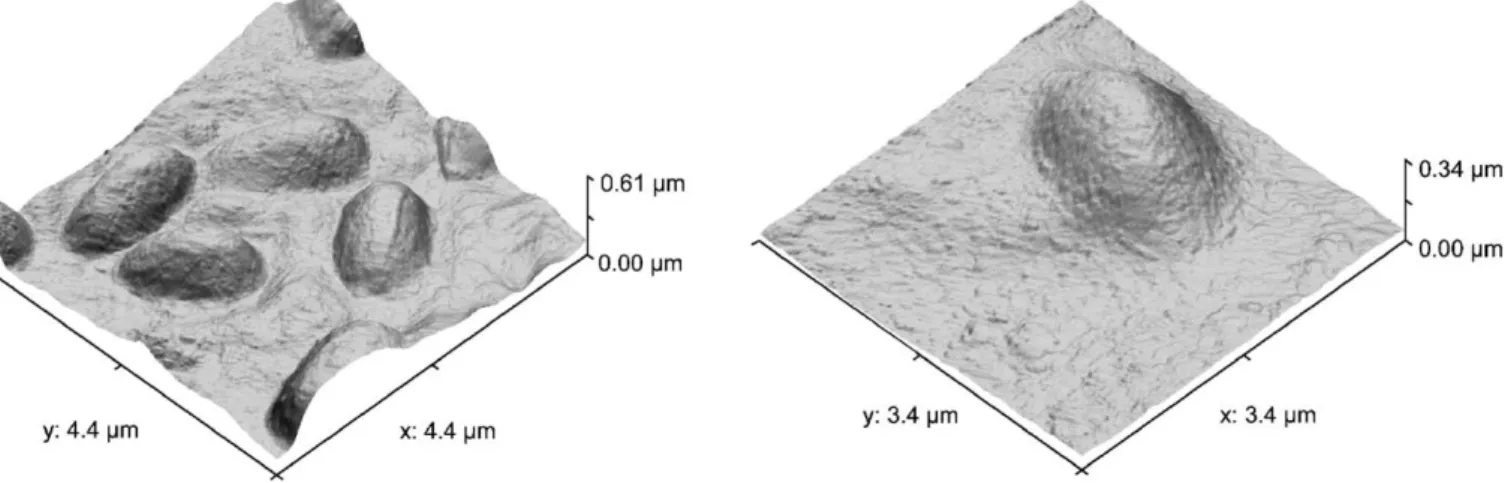 Fig. 3. Tapping mode AFM images of spores of B. cereus exposed to 0.10% (w/v) of 100 kDa (left) and 600 kDa chitosan (right).