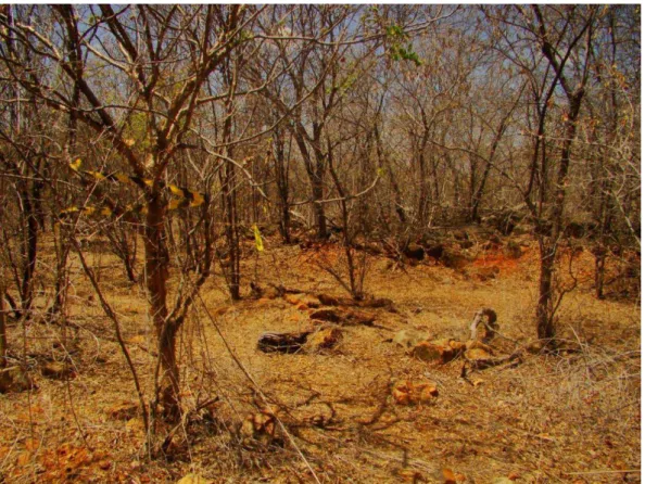 Figura 2.  Aspecto da vegetação da Estação Ecológica do Seridó durante a estação  seca, em agosto de 2012, demonstrando ausência de extrato herbáceo