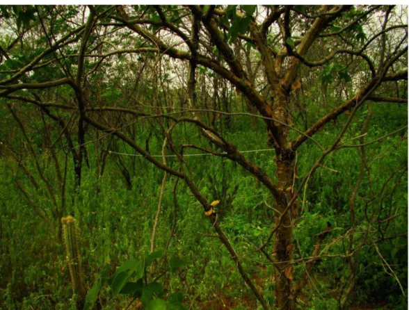 Figura 3.  Aspecto da vegetação da Estação Ecológica do Seridó durante a estação  chuvosa, em maio de 2013, demonstrando presença de extrato herbáceo