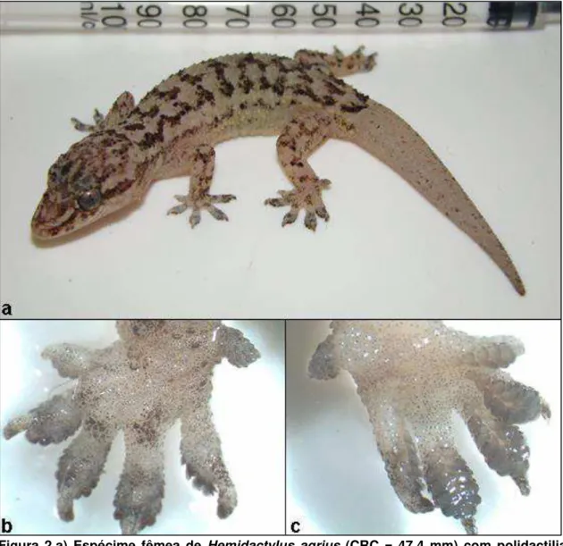 Figura  2.a)  Espécime  fêmea  de  Hemidactylus  agrius  (CRC  =  47,4  mm)  com  polidactilia  (seis dedos) em um dos membros posteriores,  coletado em março de 2013 na Estação  Ecológica do Seridó