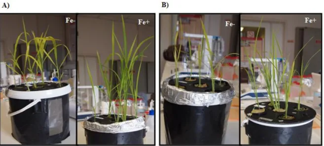 Figure 4.2.1.1 shows the growth differences between shoots of plants after three weeks  under  Fe  deficient  and  Fe  sufficient  conditions,  where  shoots  of  Fe  deficient  plants  showed  more yellowing than under Fe sufficient ones
