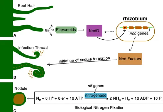 Figure 1. Schematic overview of the nodulation process and biological nitrogen fixation  (from Laranjo et al