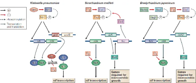 Figure  4.  Scheme  comparing  the  transcription  regulation  of  nif  genes  in  Klebsiella  pneumoniae,  Sinorhizobium  meliloti  and  Bradyrhizobium  japonicum  (from  Dixon  and  Kahn 2004)