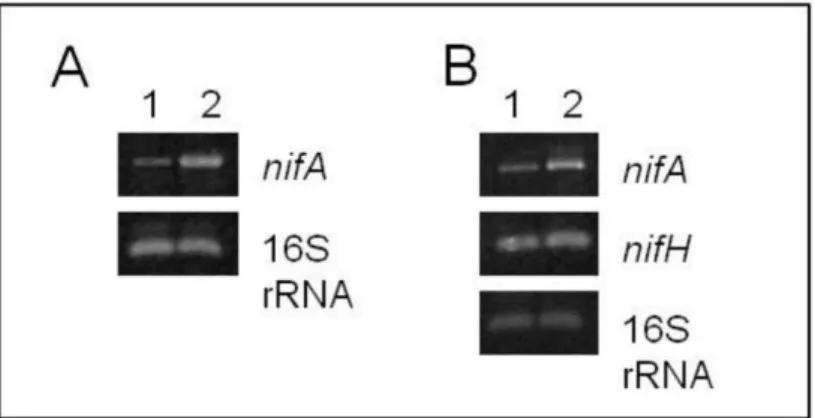 Figure  1.  Analysis  of  nifA  and  nifH  expression  by  semiquantitative  RT-PCR  in  V15bpRK415 and V15bpRnifA strains