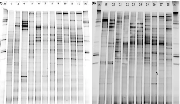Fig. 4 – DGGE analysis of 16 rRNA gene fragments of total bacterial population from samples of the root and substrate of constructed wetlands planted with T