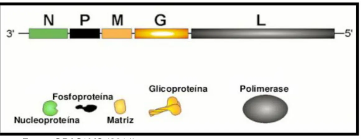 Figura 6 - Proteínas do genoma do vírus da raiva 