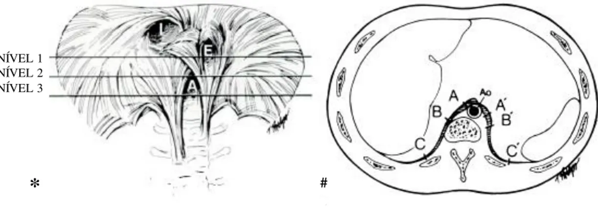 Figura 5 – Figura demonstrando a metodologia utilizada na avaliação da espessura do  diafragma