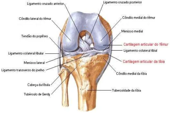 Figura 1- Vista anterior da articulação do joelho. Ilustração da visão anterior do  joelho,  com  seus  componentes  articulares  e  periarticulares,  incluindo  ligamentos,  tendões, meniscos, com destaque para cartilagem articular