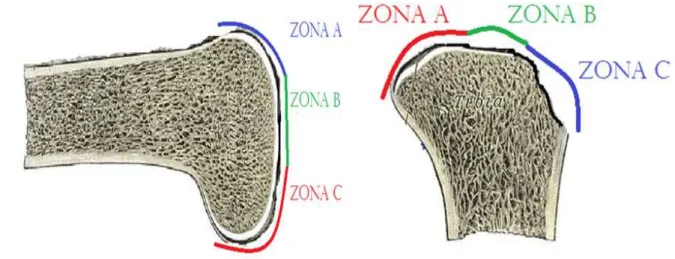 Figura 8- Divisão em zonas A, B e C de fêmur (A) e de tíbia (B) de camundongos.  