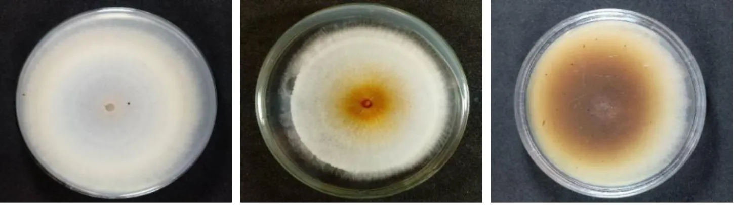 Figura 1  –  Diversidade de cores entre os isolados de Fusarium solani em BDA. 