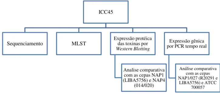 Figura 6: Fluxograma das análises realizadas com a cepa de Clostridioides difficile ICC45