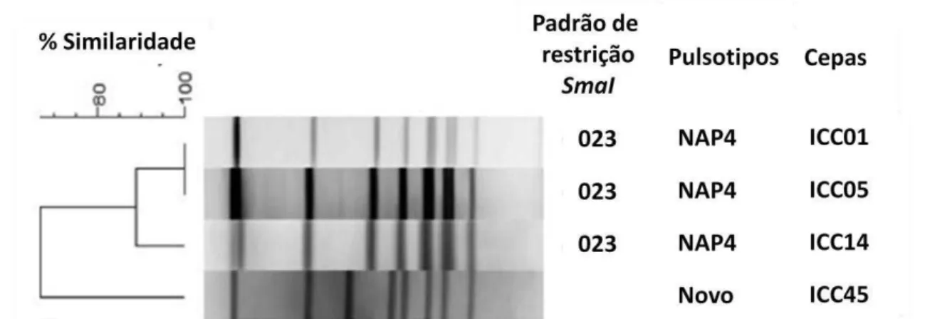 Figura 7 - Padrões de PFGE de cepas de C. difficile  isoladas no Hospital Haroldo Juaçaba do  Instituto do Câncer do Ceará