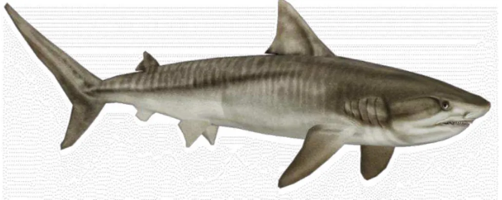Figura 1- Tubarão tigre, Galeocerdo cuvier. 