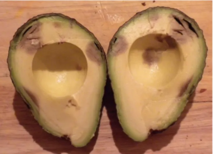 Figure 4: presented condition of an avocados pulp for quality evaluation by the respondent 