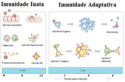 Figura 1- Células envolvidas na imunidade inata e adaptativa (adaptado de missinglink.ucsf.edu  [1] )