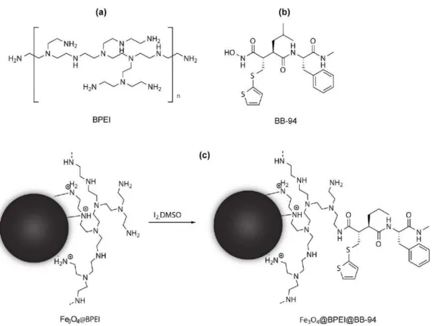 Figure  1  –  Scheme  of  the  synthesis  of  metalloproteinase  magnetic  collector.  Chemical  structure of BPEI and BB94 are depicted in (a) and (b) respectively