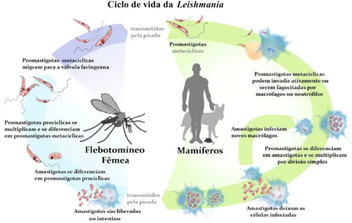 Figura 7. O ciclo de vida da Leishmania. 