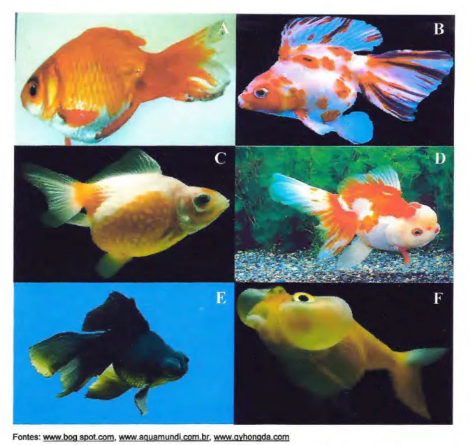 Figura 2. Algumas das variedades mais populares entre os aquariofilistas  locais. A. kinguio comum, B