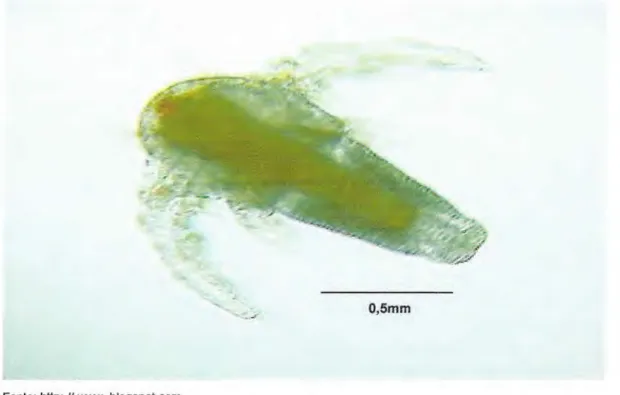Figura 3. Náuplio de artêmia, alimento utilizado na larvicultura de peixes  ornamentais 