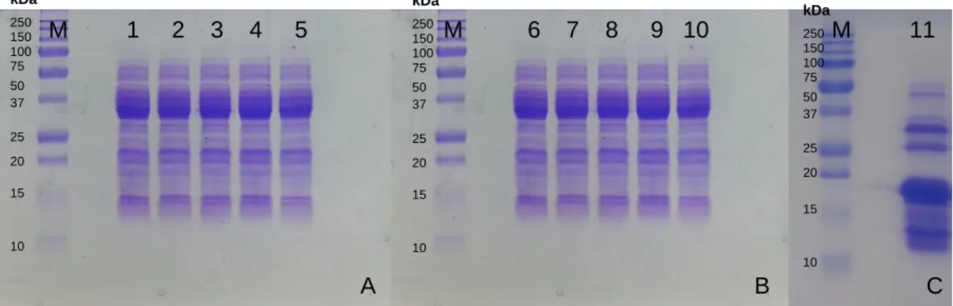 Figure 5. SDS-PAGE analysis. Degradation of β-conglutin at different temperatures, 40°C [6A], 60°C [6B] and  25°C [6C] in different times 0 h [1;6] 3 h [2;7] 6 h [3;8] 1 day [4;9] 5 days [5;10] and 7 days [11]