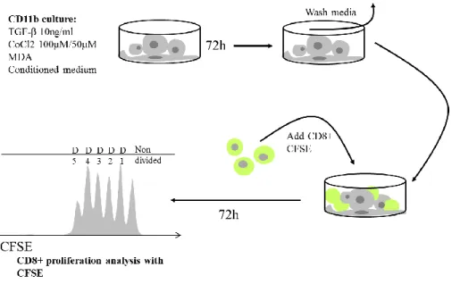 Figure  6.  Illustrative  protocol  for  the  Suppression/Proliferation  assay,  adapted  from from Melissa G Lechner et al