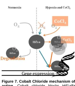 Figure 7. Cobalt Chloride mechanism of  action.  Cobalt  chloride  blocks  Hif1alfa  degradation  allowing  its  accumulation  leading  to  the  expression  of  hypoxia  responsive genes