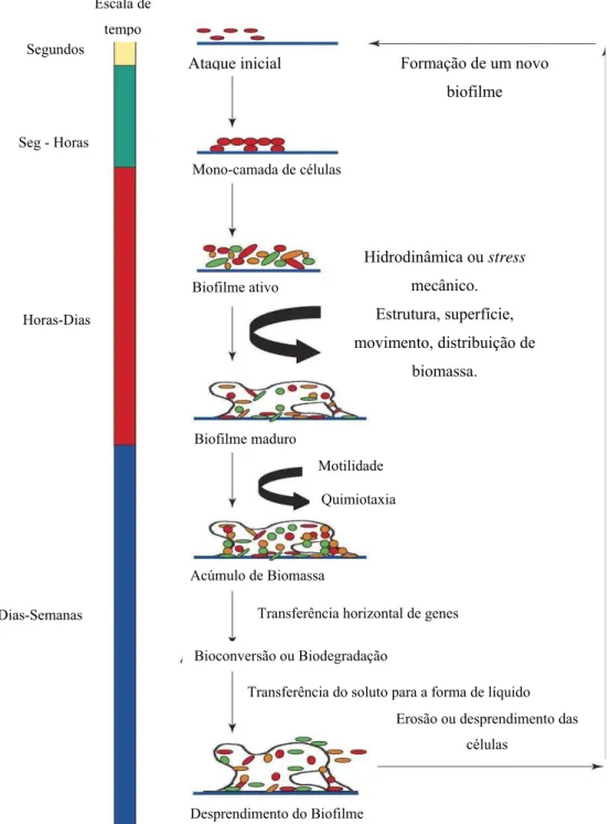 Figura 2.4:  Modelo de desenvolvimento de biofilme enfocando a influência genética.  Adaptado de Singh et al