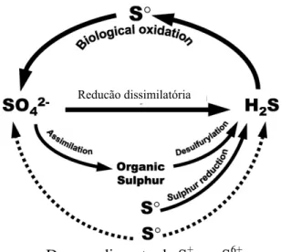 Figura 2.5: Ciclo biológico do enxofre evidenciando os processos de oxidação e redução