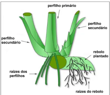 Figura 1. Componentes de uma touceira e sistema de raízes 