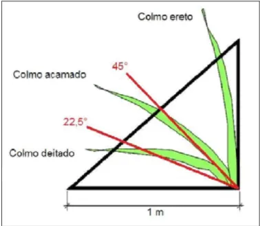 Figura 4. Classificação da posição dos colmos da cana-de-açúcar. (Fonte: RIPOLI, 1996)