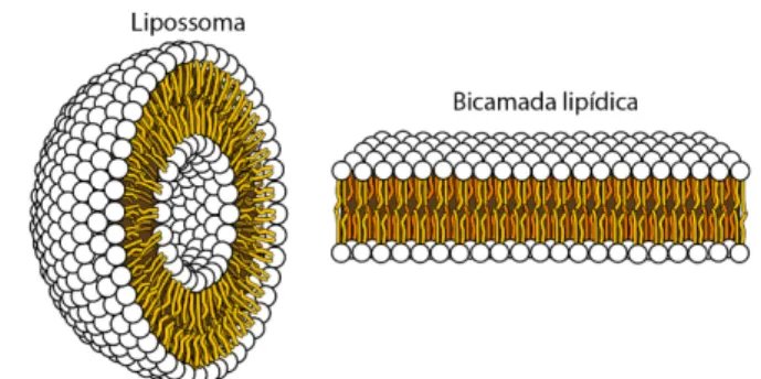 Figura 2. Representação espacial de um lipossoma e de uma bicamada lipídica.