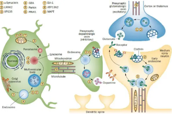 Figure 3. Overview of cellular dysfunction and genes associated with PD. A glutamatergic cortical  neuron (blue), a dopaminergic substantia nigra neuron (green) and a dendritic spine of a medium  spiny neuron (yellow) are represented