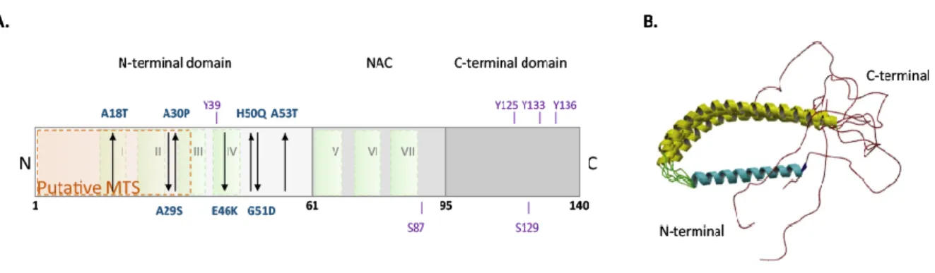 Figure  4.  Structure  of  aSyn.  A.  The  N-terminal  domain  contains  all  human  missense  mutations  associated  to  familial  PD  (represented  in  blue)