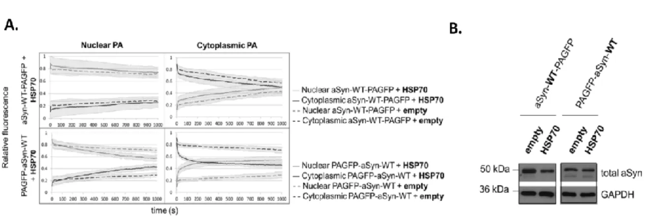 Figure  14.  Modulation  of  the  dynamics  of  aSyn  by  HSP70.  A.  Fluorescence  intensities  after  photoactivation  in  the  nucleus  (light  grey)  and  in  the  cytoplasm  (dark  grey)  of  aSyn-WT  PAGFP  fusion  proteins  co-expressed  with  HSP70