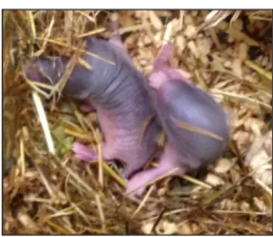 Figure  6–  Photograph  of  two  M.  duodecimcostatus pups,  three  days  old,  from  the  animal  facility  colony (see Chapter 4) © Duarte, M.A
