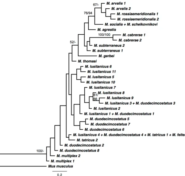Figure 1 – Bayesian inference phylogenetic tree obtained for the Olfr31 gene fragment