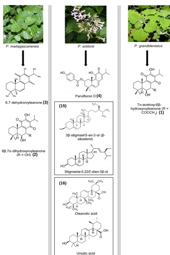 Figure  1  Studied  Plectranthus  plants  species  and  related  isolated  compounds  with  internal  identification  numbers