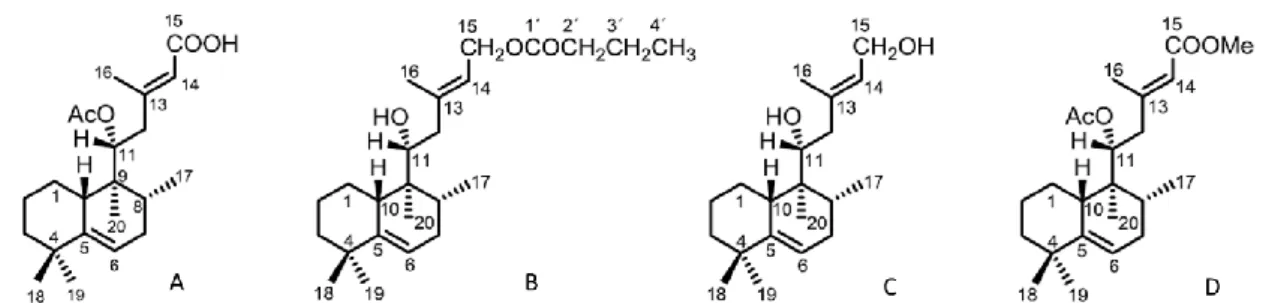 Figure  5  Chemical  structures  of  some  halimane  diterpenes.  (11R*,13E)-11-acetoxyhalima-5,13-dien-15-oic  acid  (A),  (11R*,13E)-15-butyryloxyhalima-5,13-dien-11-ol  (B),  (11R*,13E)-halima-5,13-diene-11,15-diol  (C),  and  (11R*,13E)-11-acetoxyhalim