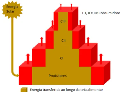 Figura 1- Representação gráfica da transferência e da perda energética ao longo dos níveis  tróficos do ecossistema