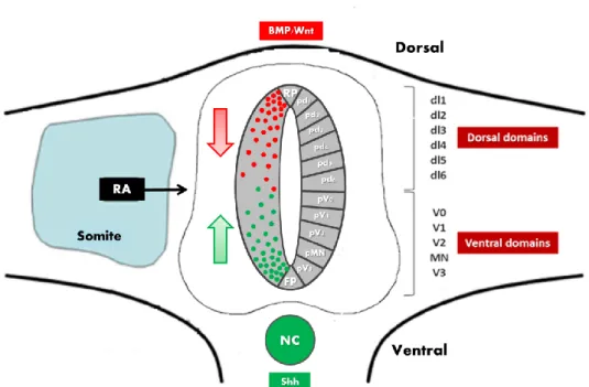 Figure  1  -  Diagram  of  a  transverse  section  of  the  spinal  cord.  Different  populations  of  neural  progenitors  acquire  different  fates  according  to  their  position  along  the  dorsal-ventral  axis