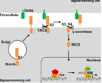 Figure  2  –  Notch  signaling  pathway. 