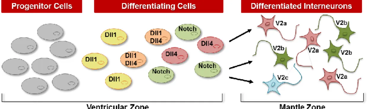 Figure  4  –  V2  domain  of  the  developing  spinal  cord.  Cells  starting  the  differentiation  process 