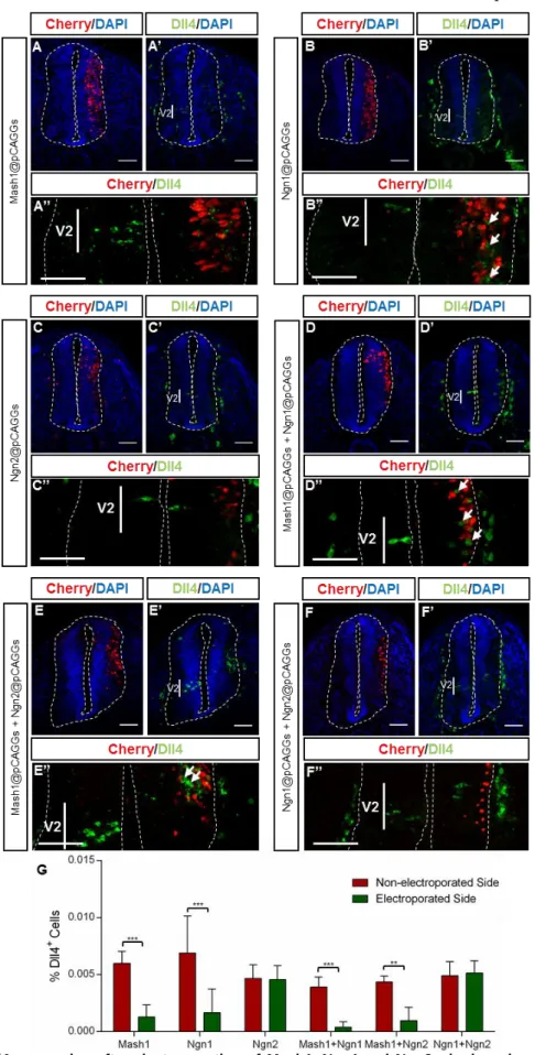 Figure 9 – Dll4 expression after electroporation of Mash1, Ngn1 and Ngn2, single or in combinations