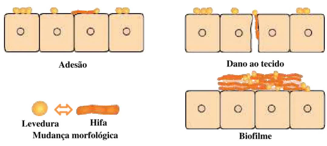 Figura 2 - Fatores de virulência para Candida spp. 