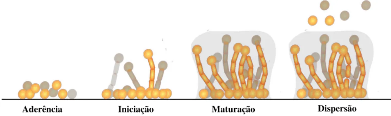 Figura 3 - Fases da formação de biofilme de Candida spp. em superfícies bióticas ou abióticas 