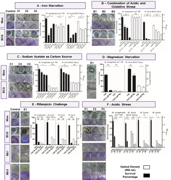 Fig. 3.9 - Quantification of biofilm formed and survival percentage in M. smegmatis mc 2  155 (after one week), M